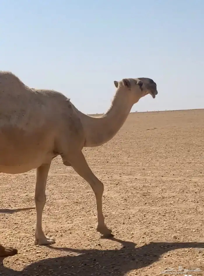 للبيع ابل طيبه لقحات شقحا وضحا 2