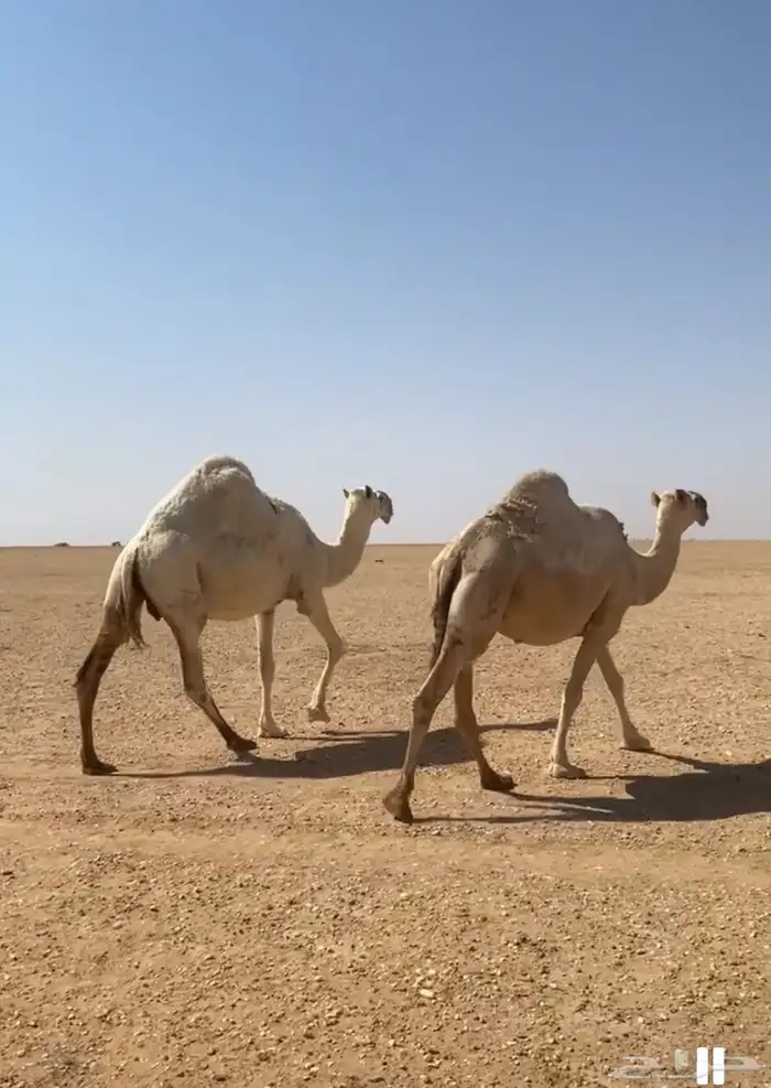 للبيع ابل طيبه لقحات شقحا وضحا 0