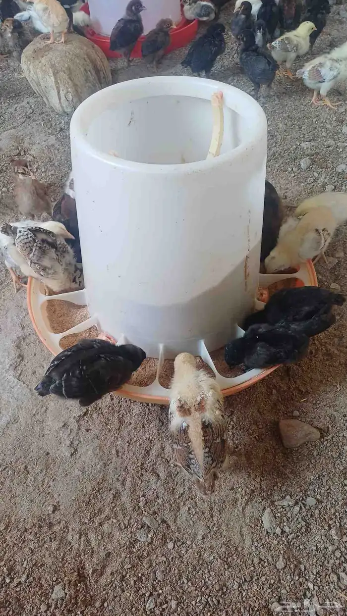 صوص دجاج بلدي 3