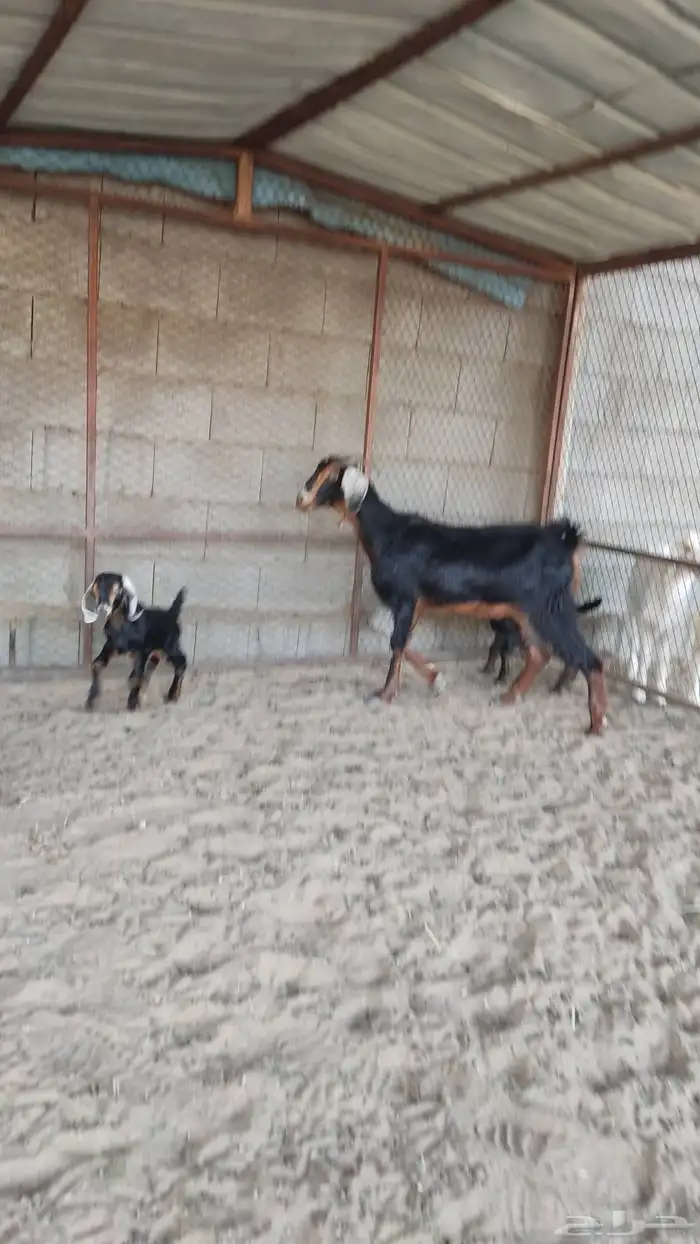 جذعه عليه تسين 1