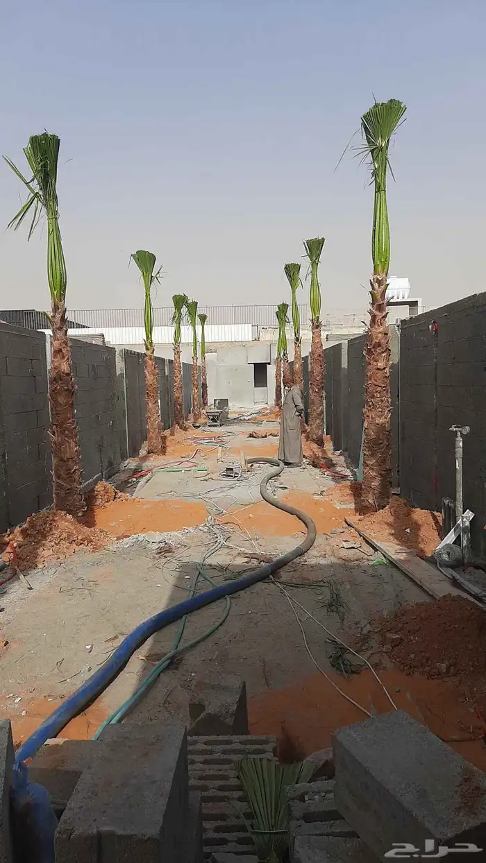نخل واشنطوني زينه 2