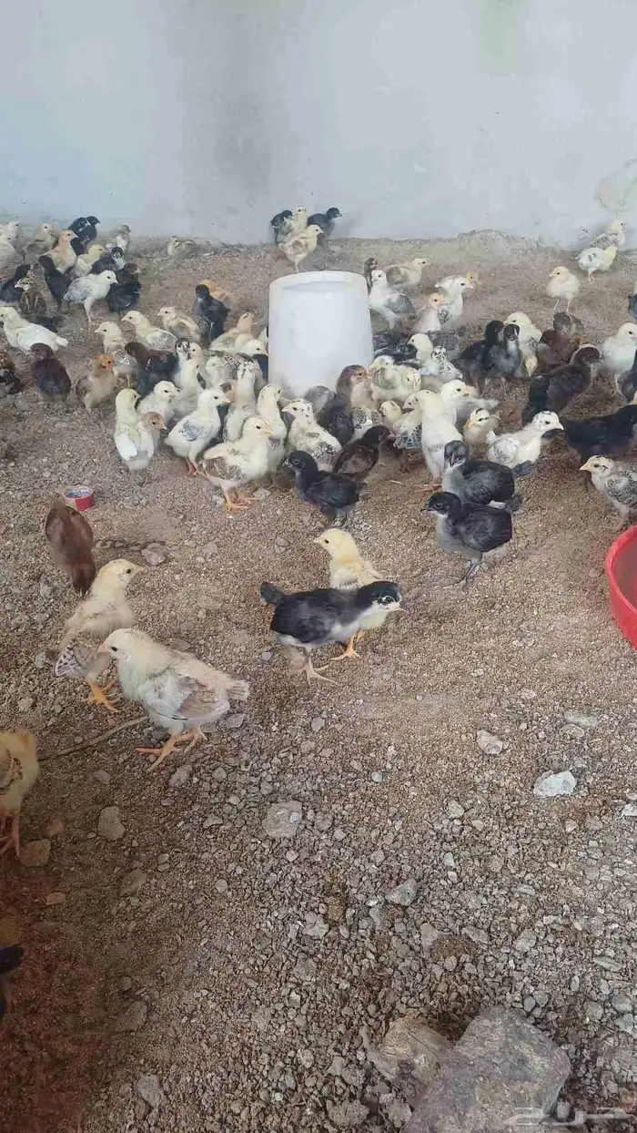 صوص دجاج بلدي 0