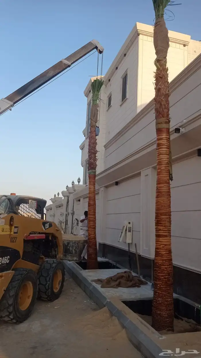 نخل للبيع عربي ووشنطني زينه 3
