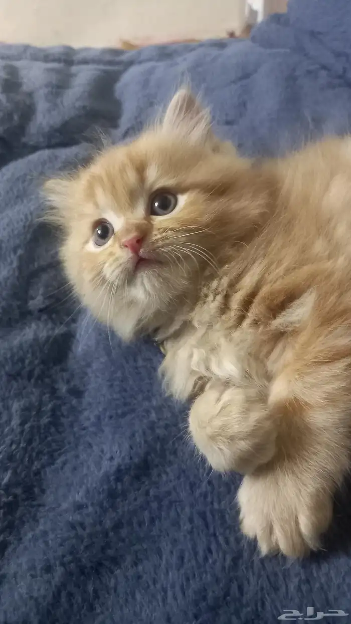 بيع قطه عمر شهر واسبوعين 1