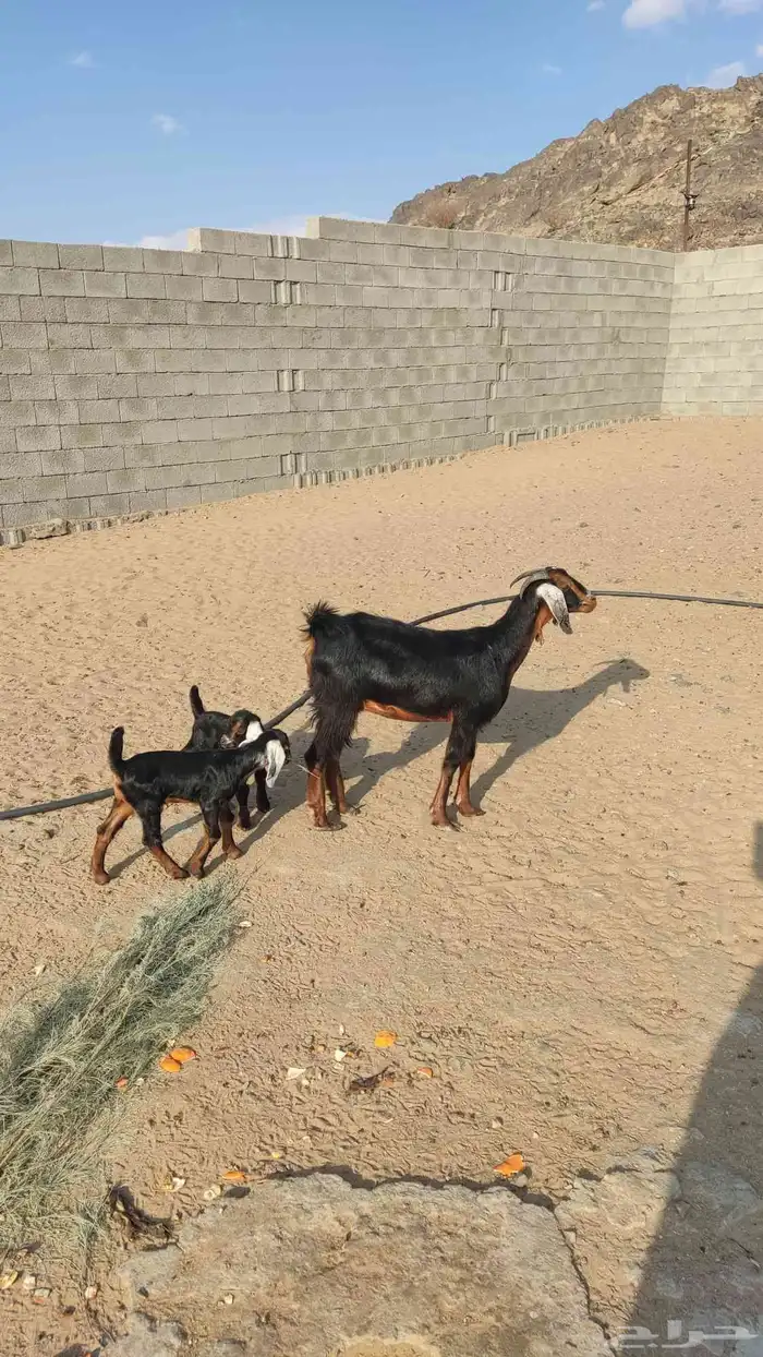 جذعه عليه تسين 3