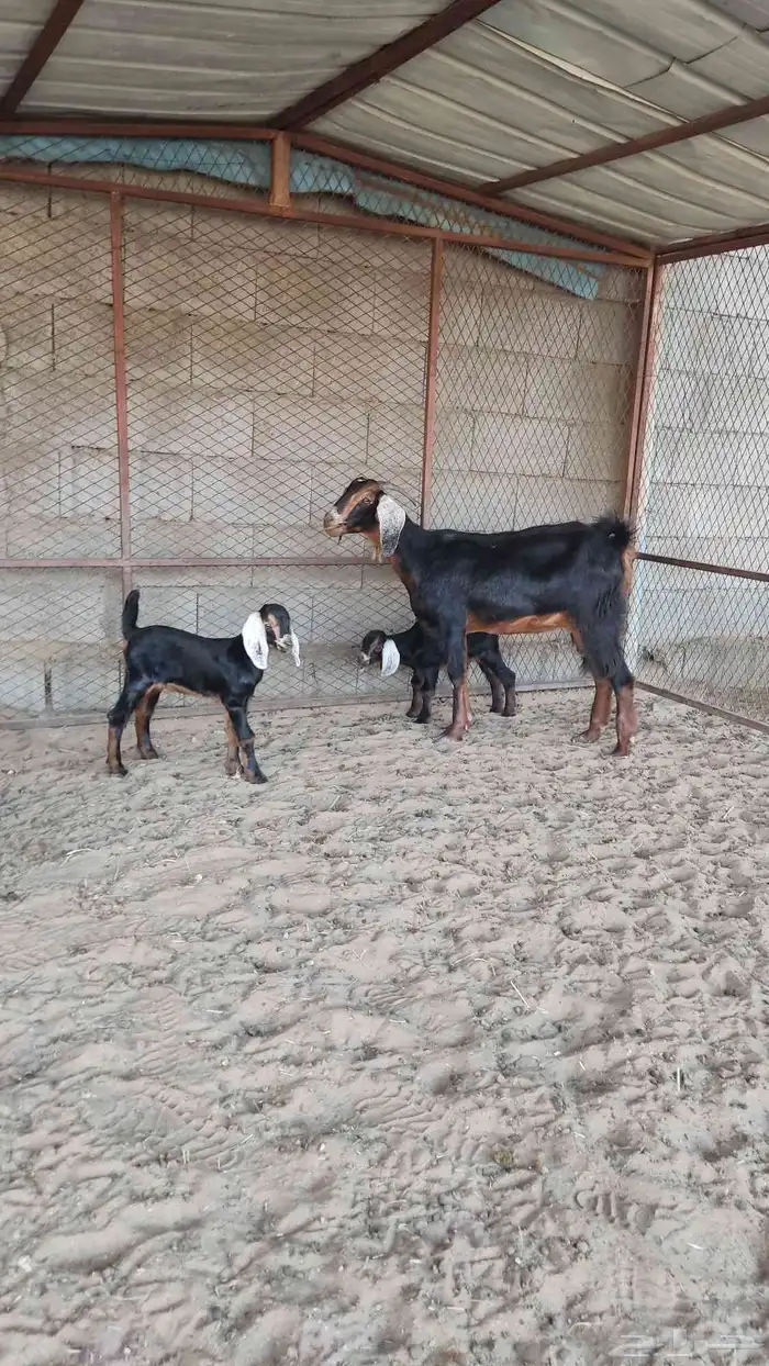 جذعه عليه تسين 0
