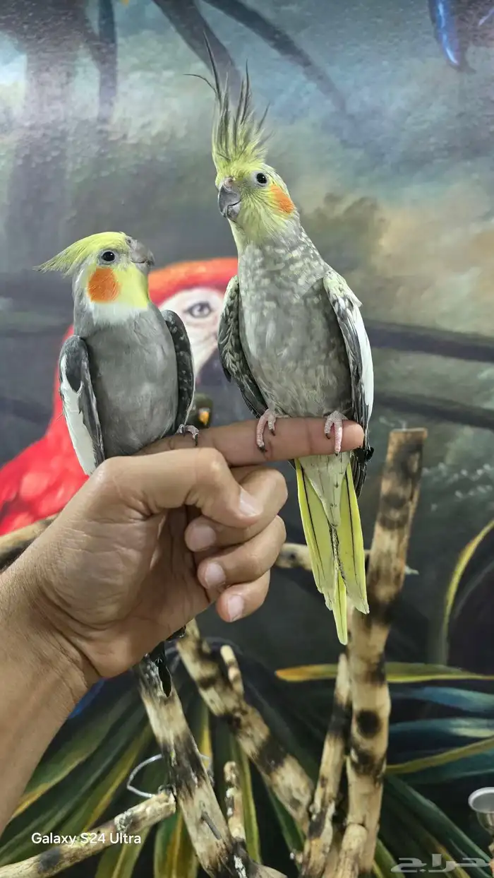 جوز كروان اليف 1