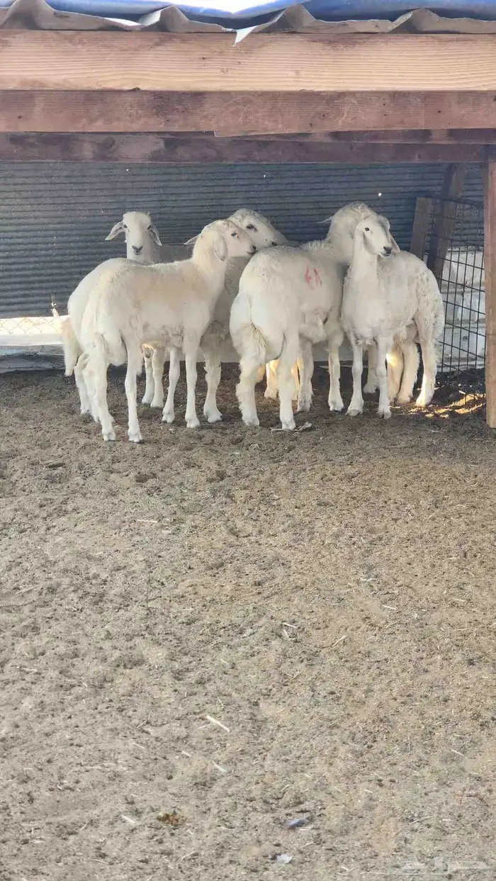 ذبايح طليان حريات طيبات 1