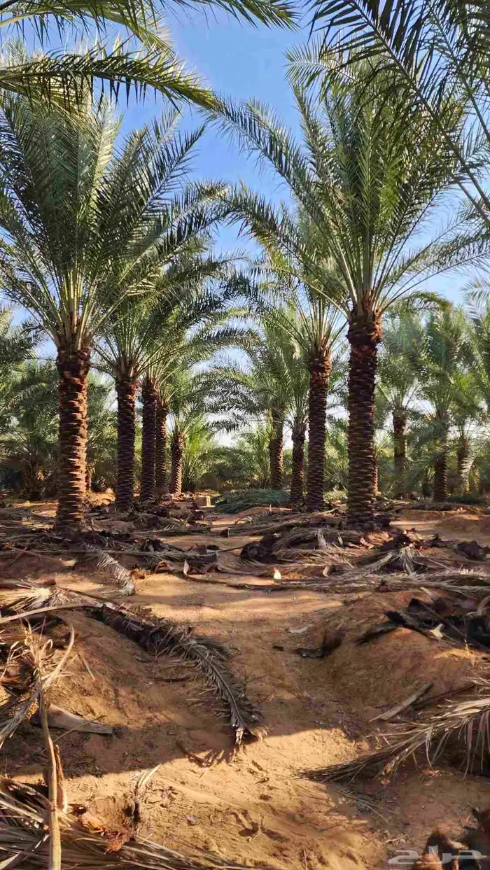 مطلوب نخل للبيع 1