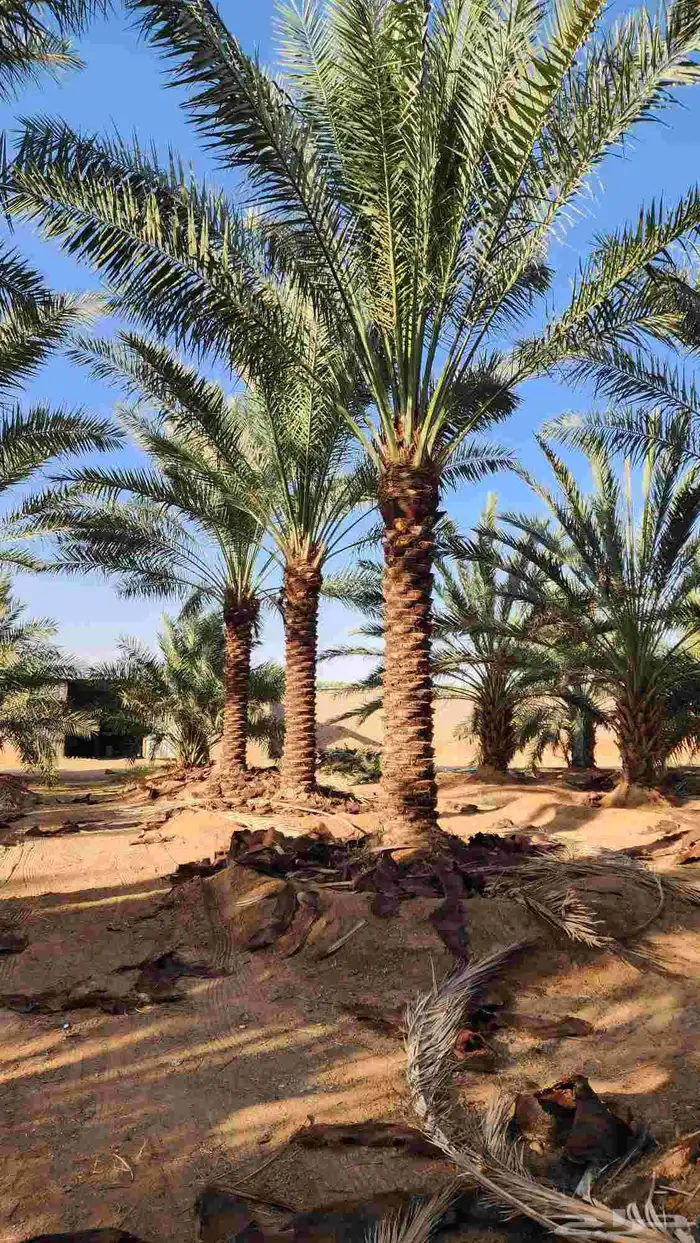 مطلوب نخل للبيع 0