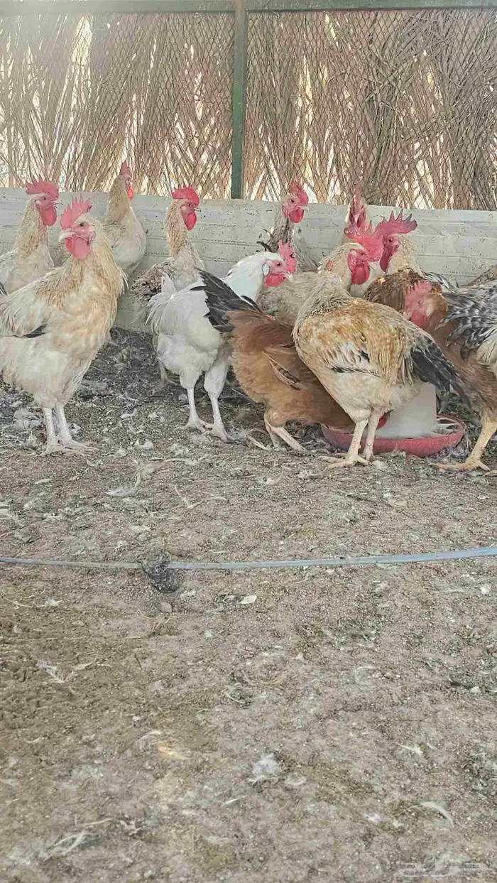ديوك تركيه 1