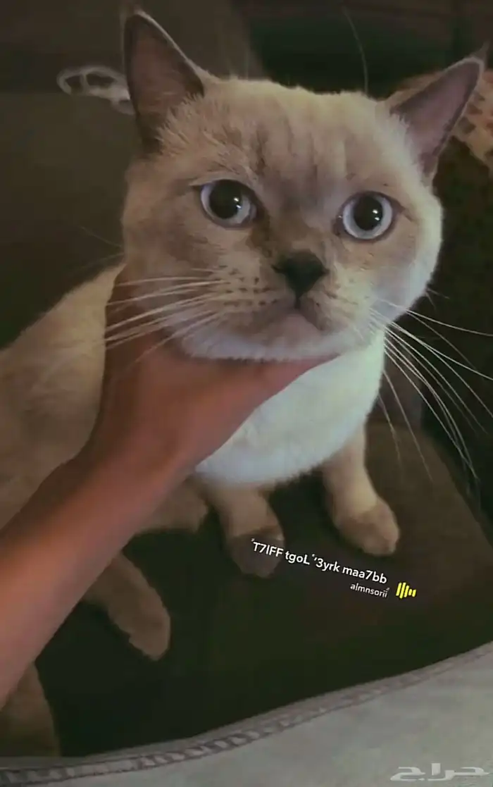 قط سيهات 0