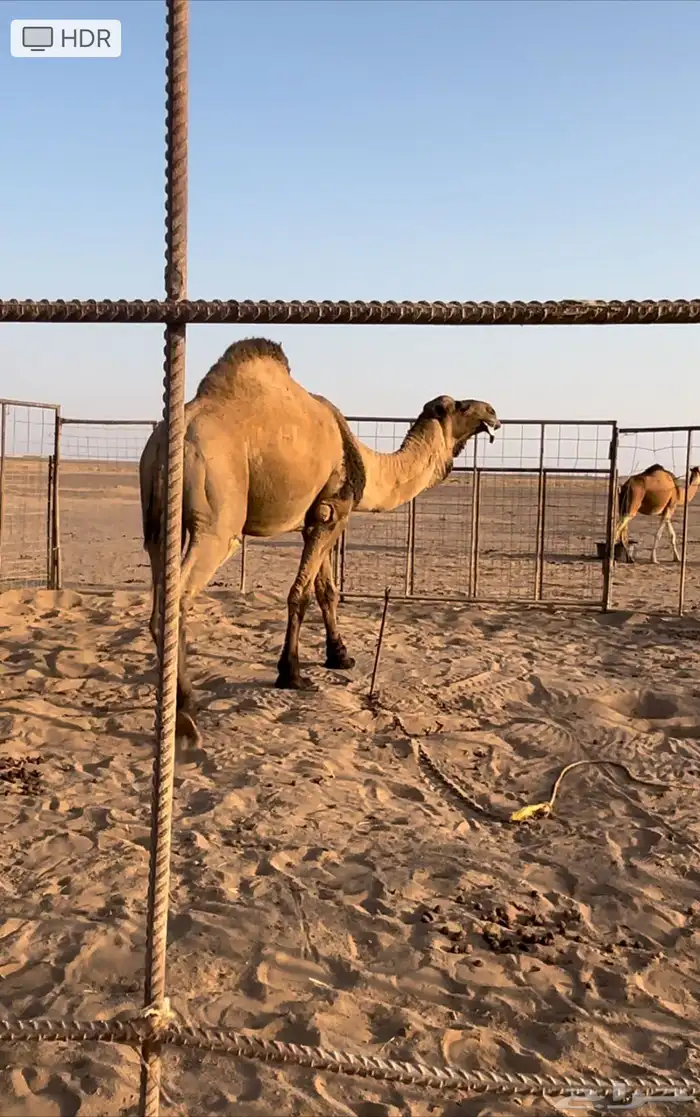 جمل اصفر 0