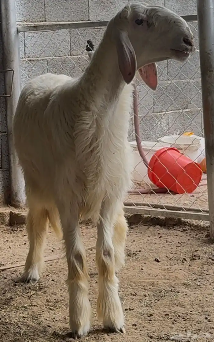 مشروع فحل مطور 5