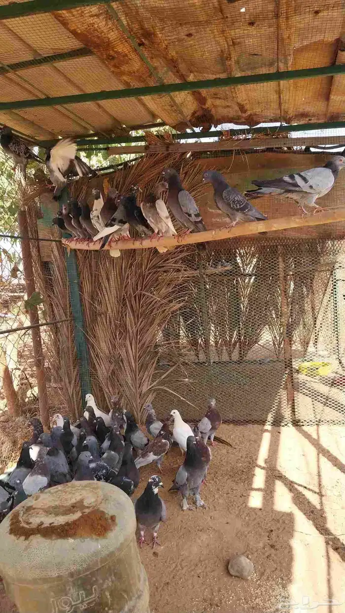 حمام بلدي 1