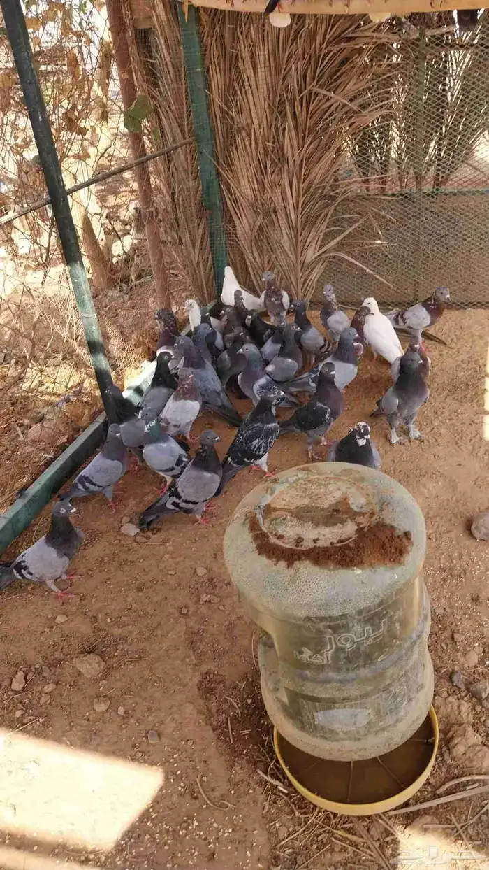 حمام بلدي 0
