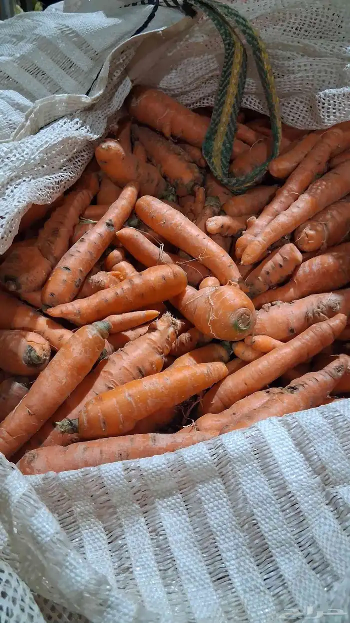 علف جزر علف 0