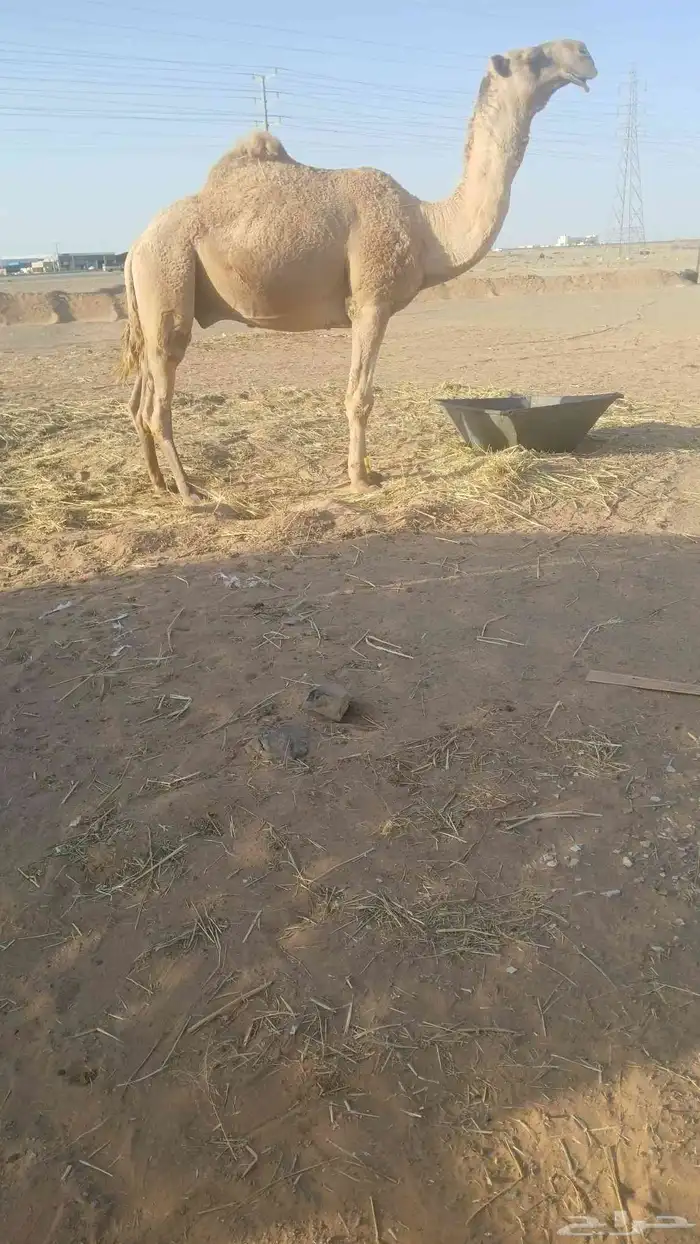 البيع البعير الاشعل الكفو ساسه علا بعير نواف الخريص 0