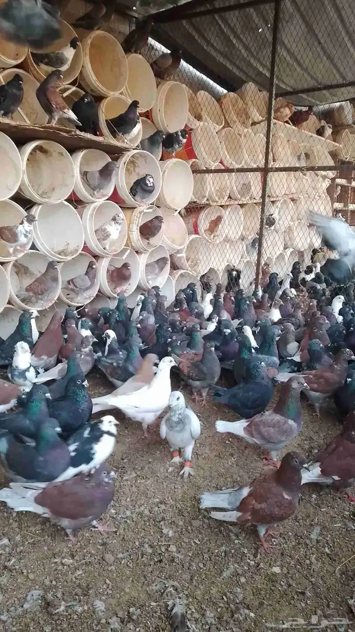 حمام للبيع مشكل 4