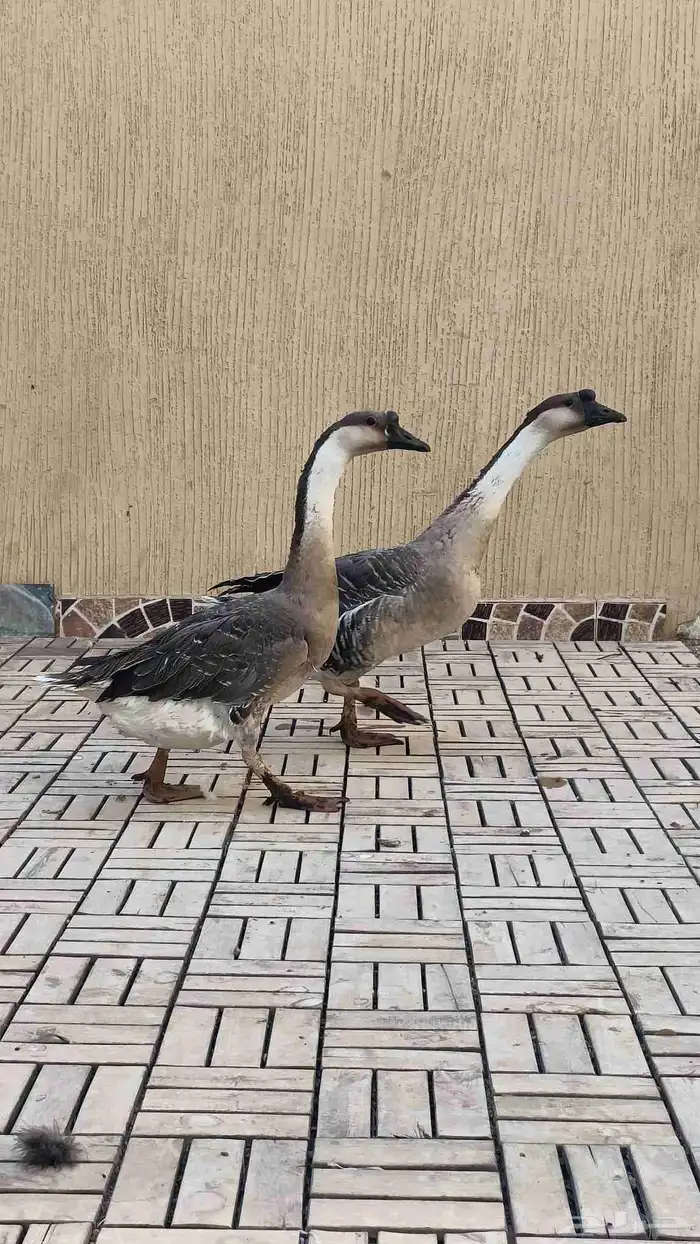 جوز وز عراقي اصيل 2