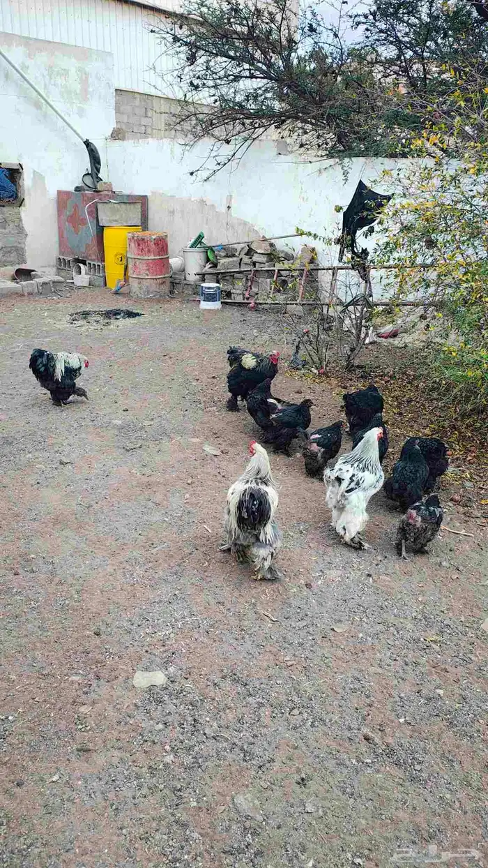 دجاج براهما 2