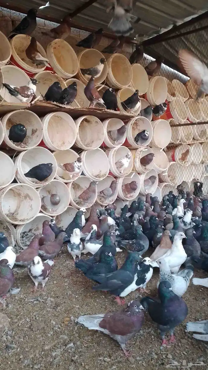 حمام للبيع مشكل 5