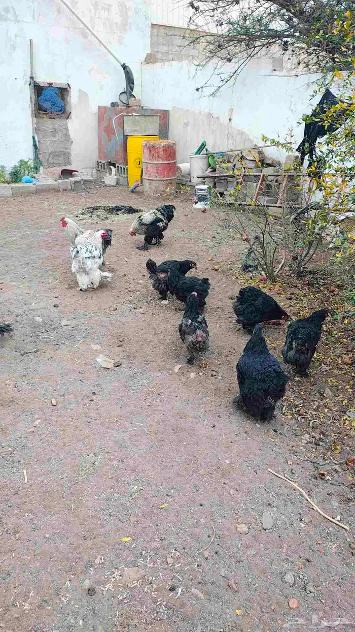 دجاج براهما 0