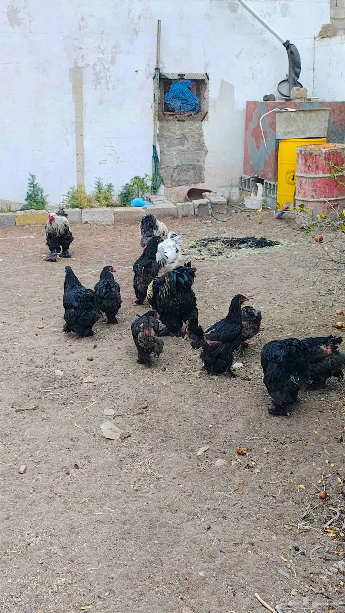 دجاج براهما 3