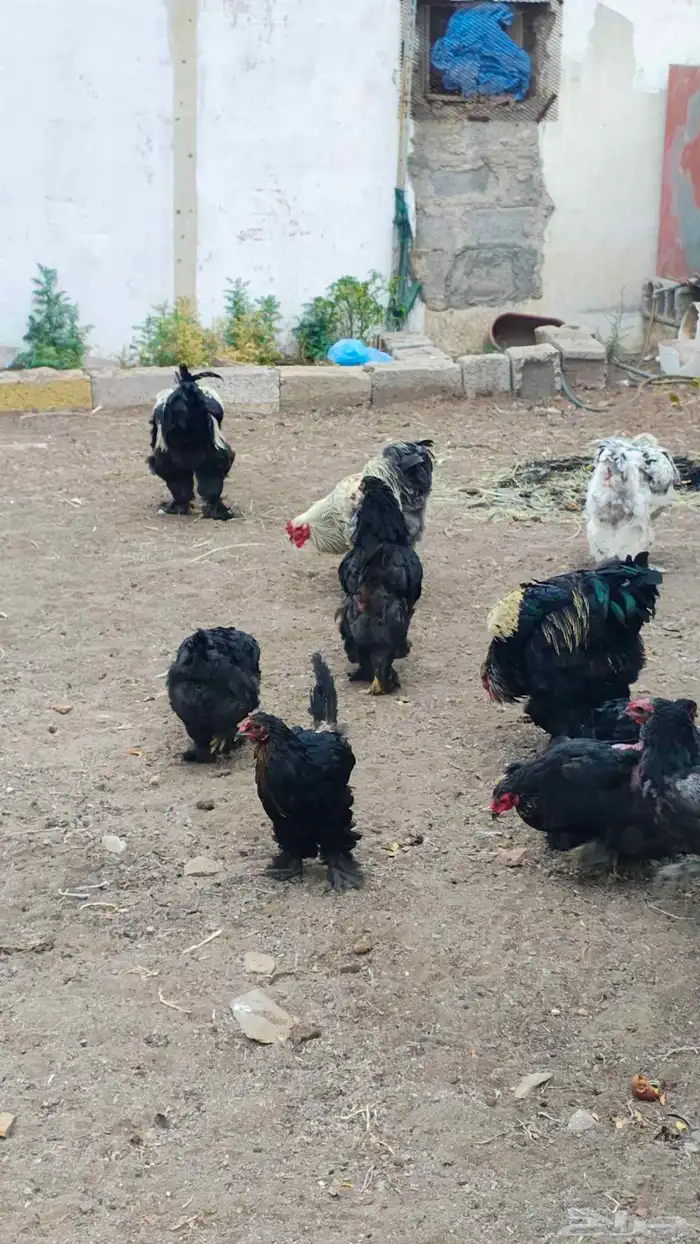 دجاج براهما 1