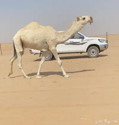 للبيع القعود الحيسوني 0