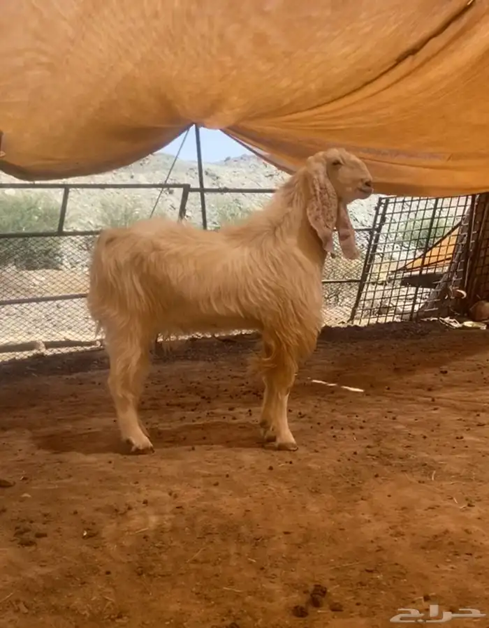 تيس فحل هولندي كفوو 1