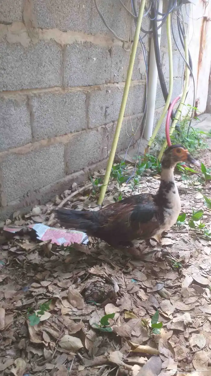 بطه بلدي حجم وجرم وصحه ممتازه ماشاءالله 2