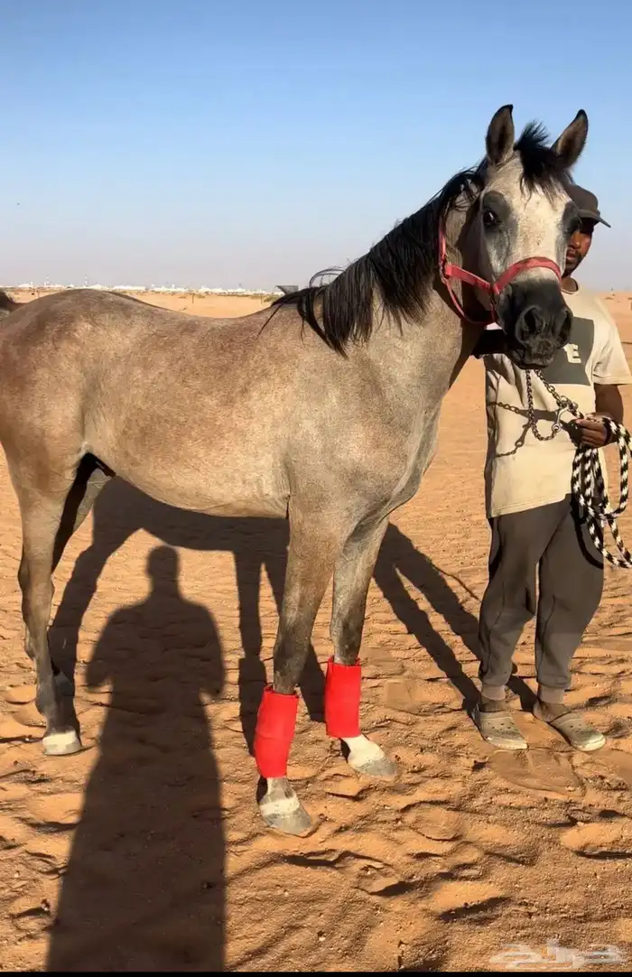 مهر عربي شعبي 1