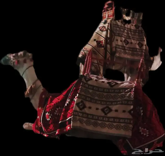 تأجير جمال وخيول اجارجمال رحول زلول ركبي اجار خيل عربي اجار 4
