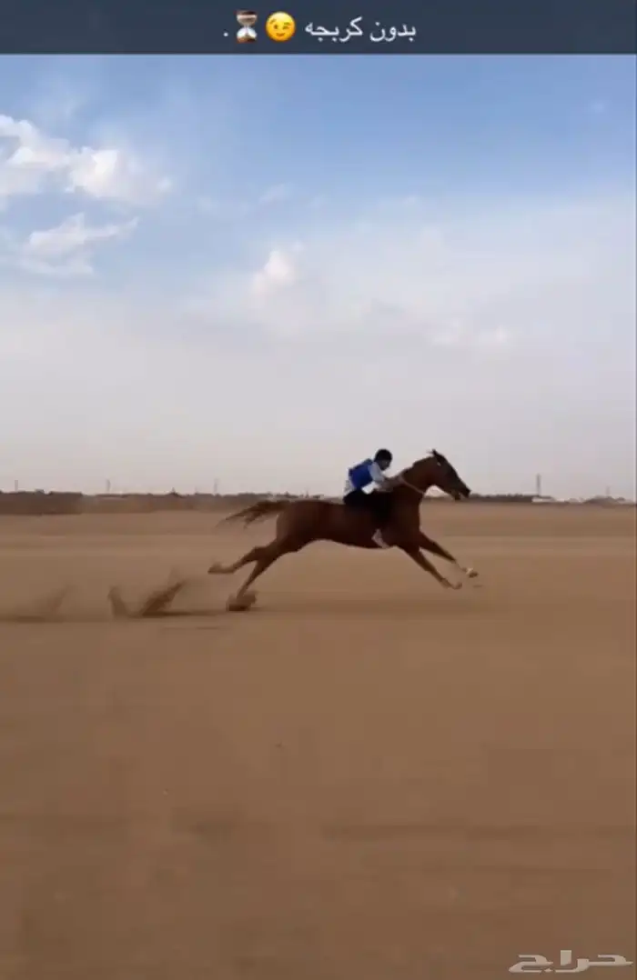 حصان واهو لبيع ورق حار تربيع سبوق 3