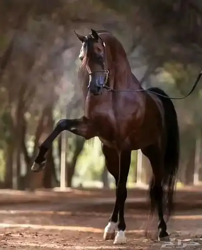 مزاد الصقر للخيل 0