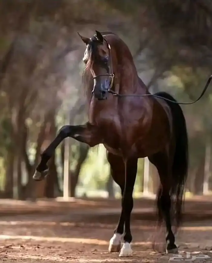 مزاد الصقر للخيل 0