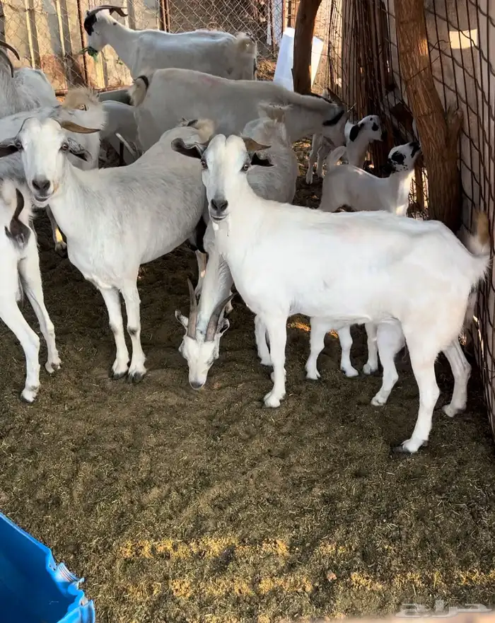 ماعز للبيع الشواق 3