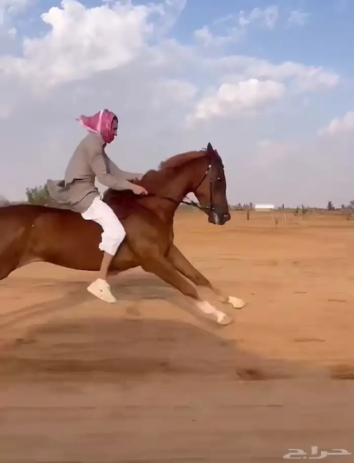 حصان واهو لبيع ورق حار تربيع سبوق 2