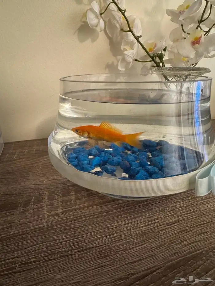 سمكة قولد(Goldfish) 0