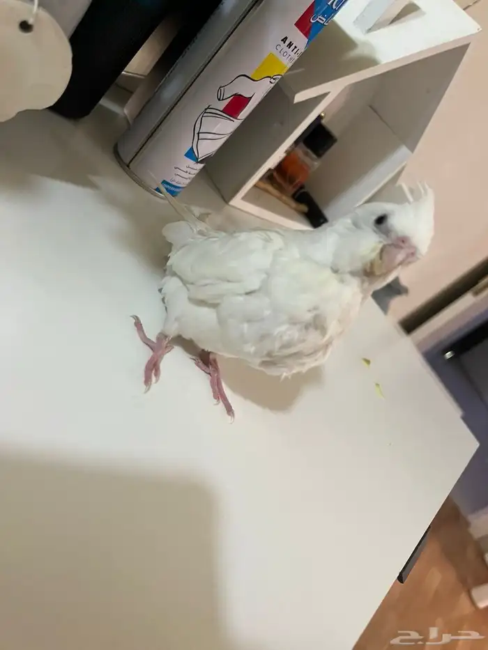 فرخ كروان البينو غر 0