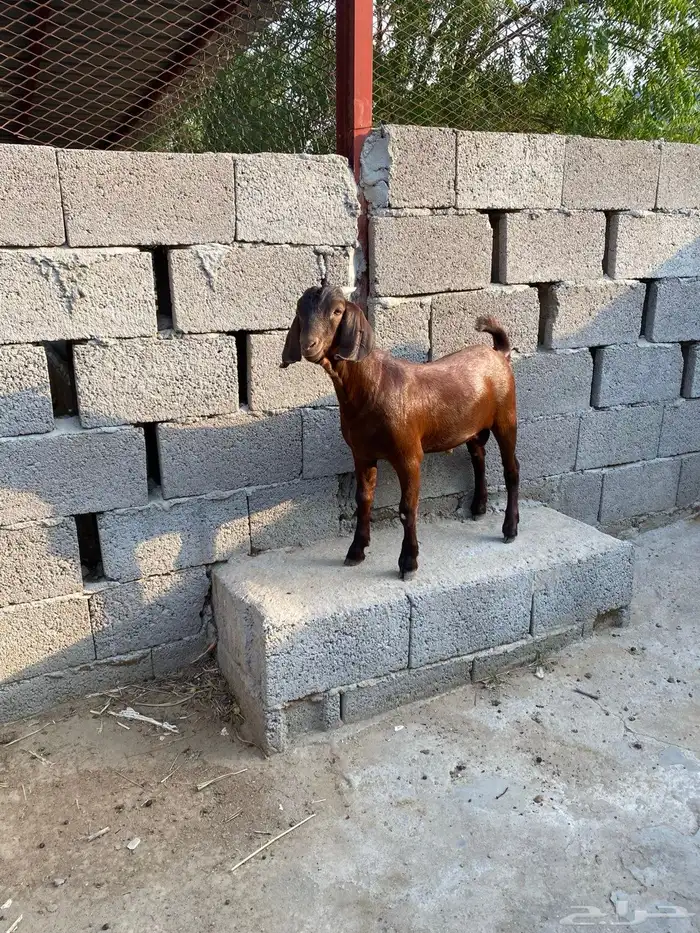 تيس للبيع ادهم 0