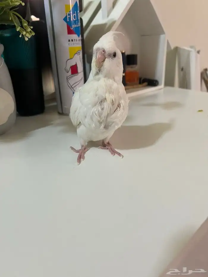 فرخ كروان البينو غر 3