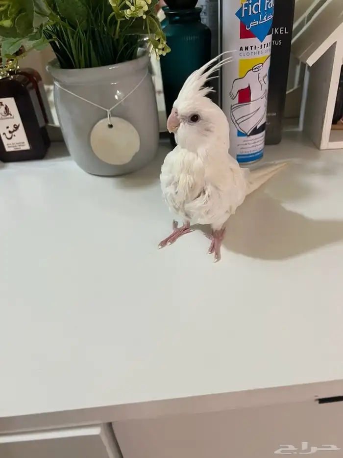 فرخ كروان البينو غر 1