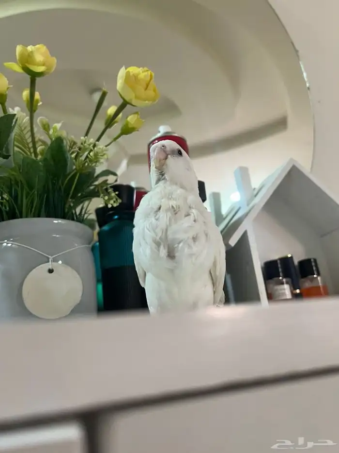 فرخ كروان البينو غر 2