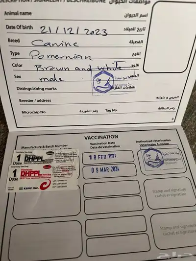 كلب بومرينيان بيور index