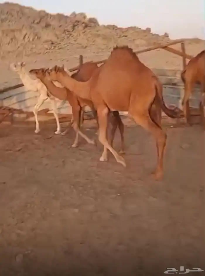 قعود شحم شحم 0