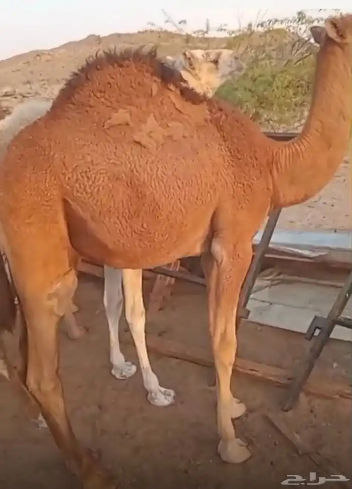 قعود شحم شحم 2