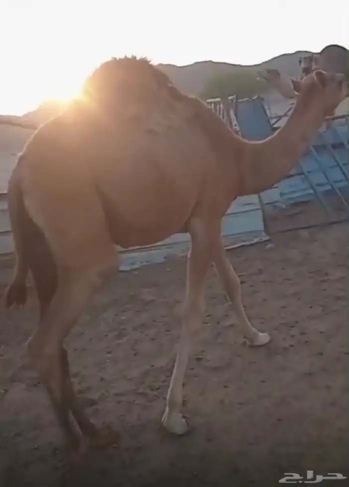 قعود شحم شحم 1