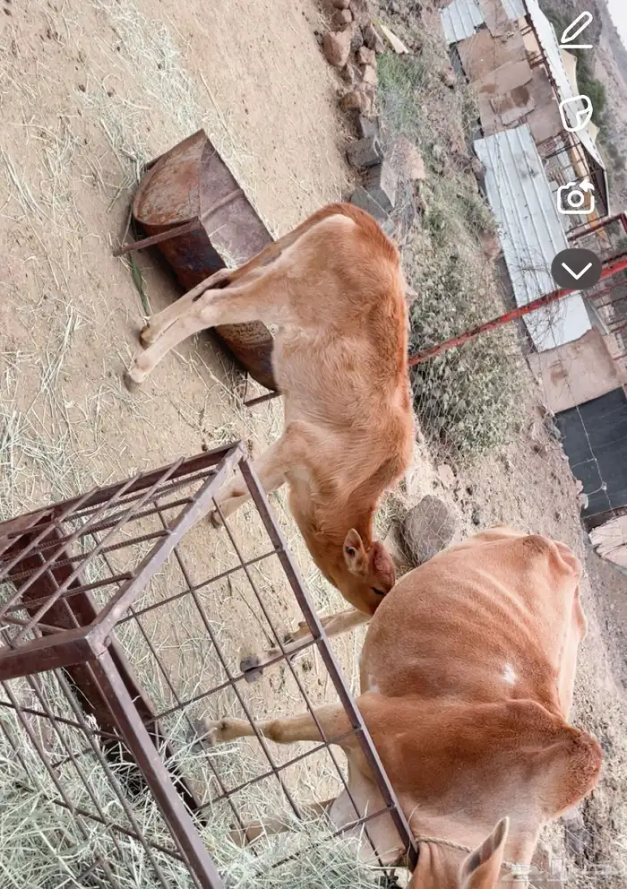 بقر بلديه طيبه وهاديه منايح حقت بيت مشروطه عدد 4 عليها 4 1
